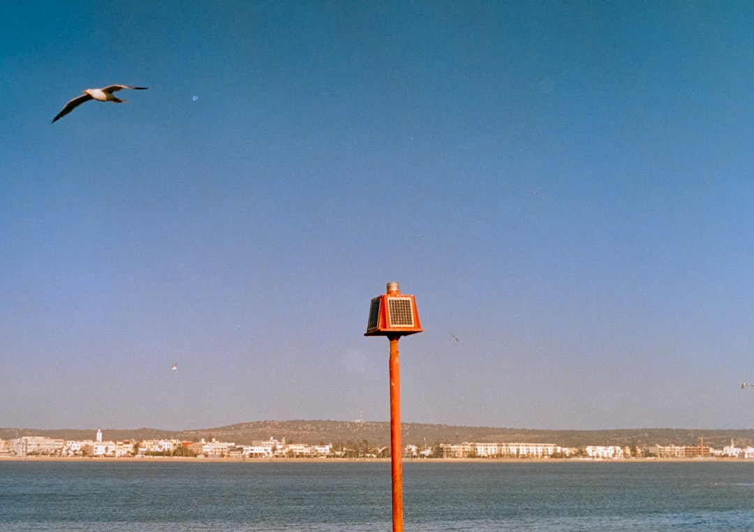 a bird flying over a bird feeder, An analog photo of a seagull flying around the harbour. Taken on 35mm film with a Cano