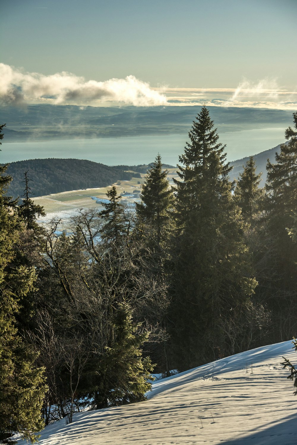 a snowy mountain with trees