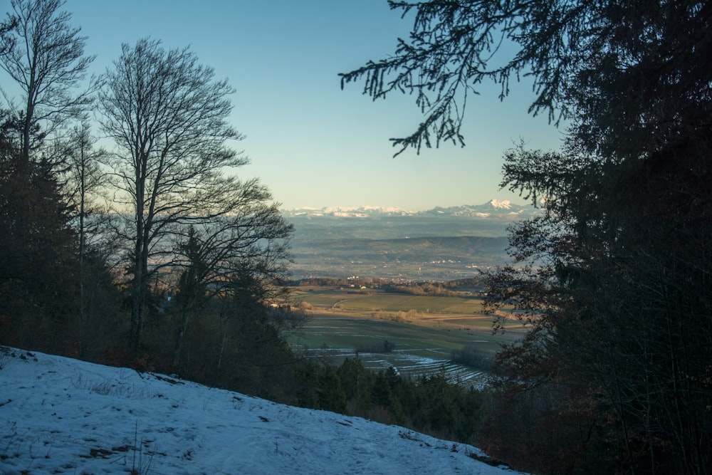 a snowy landscape with trees and a body of water in the distance