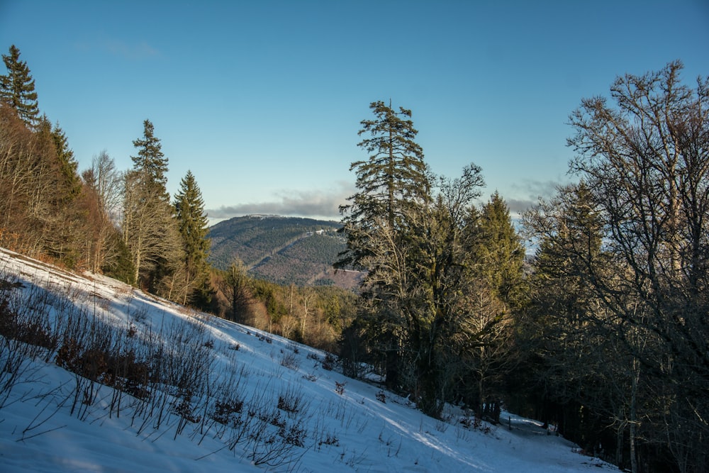 a snowy landscape with trees and mountains