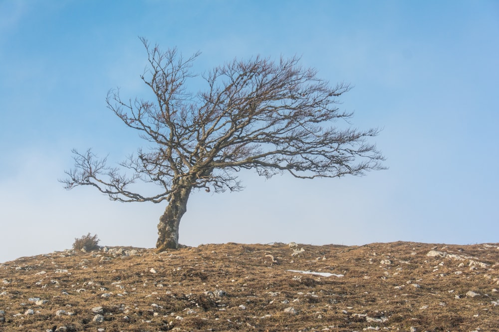 a tree on a hill