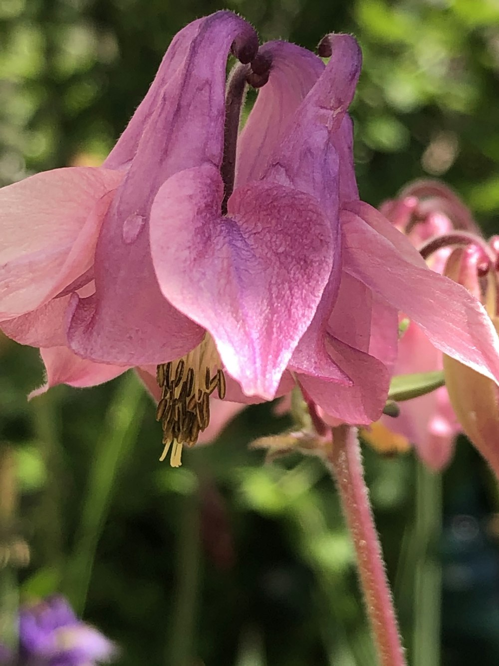 a bee on a purple flower