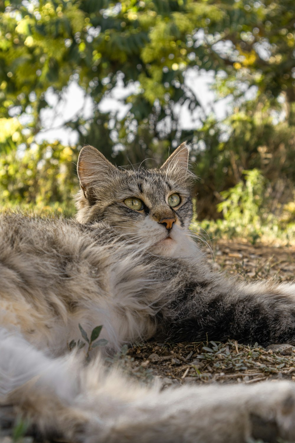 a cat lying on the ground