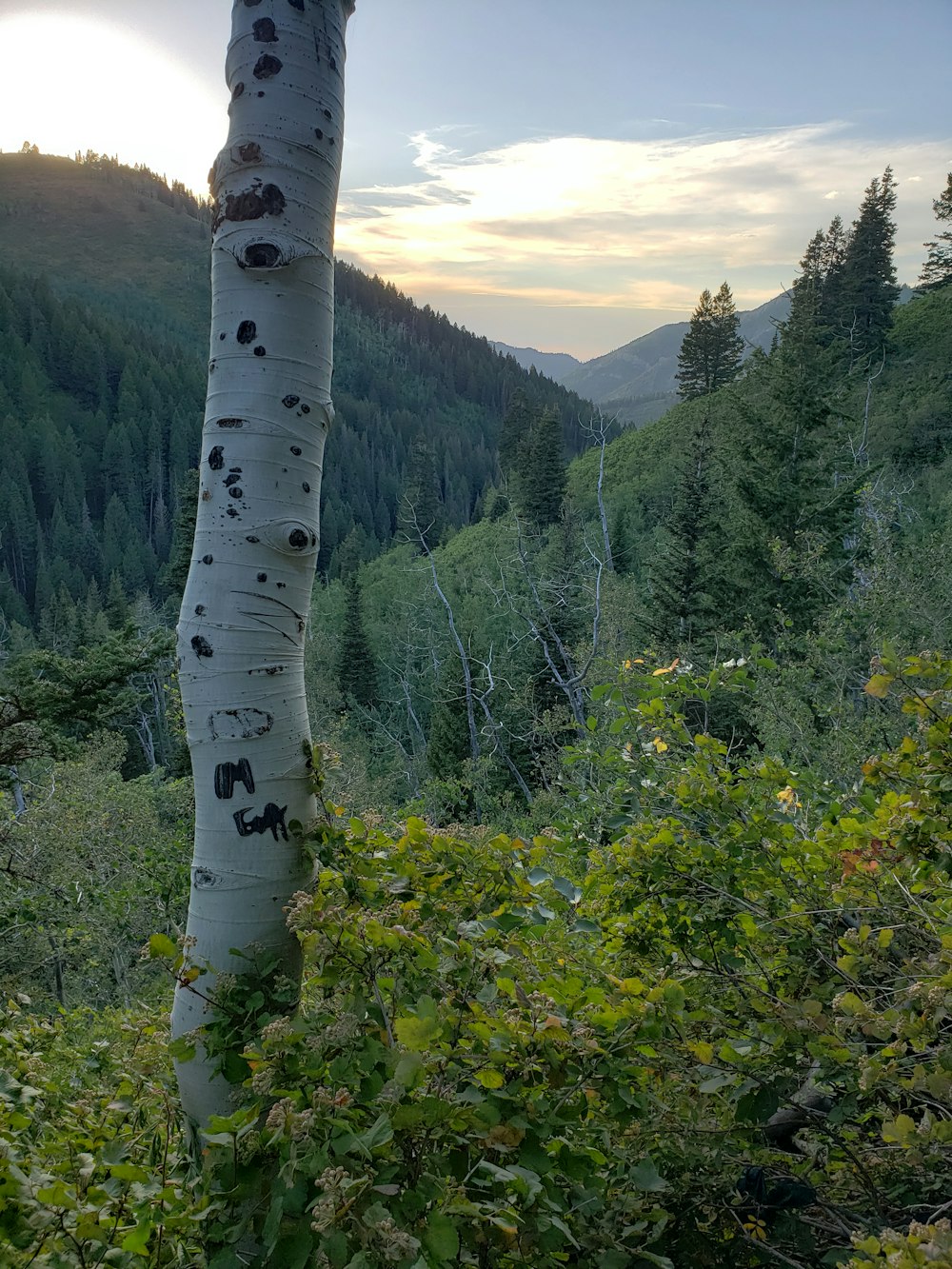 a tall white pole with a sign on it in front of a forest