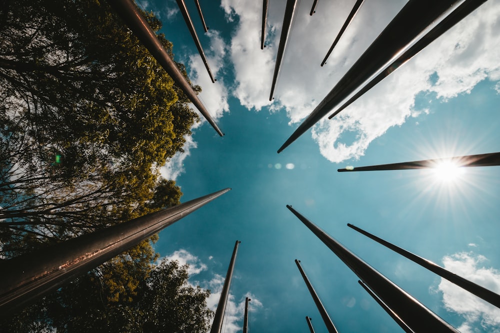 a group of trees and a blue sky