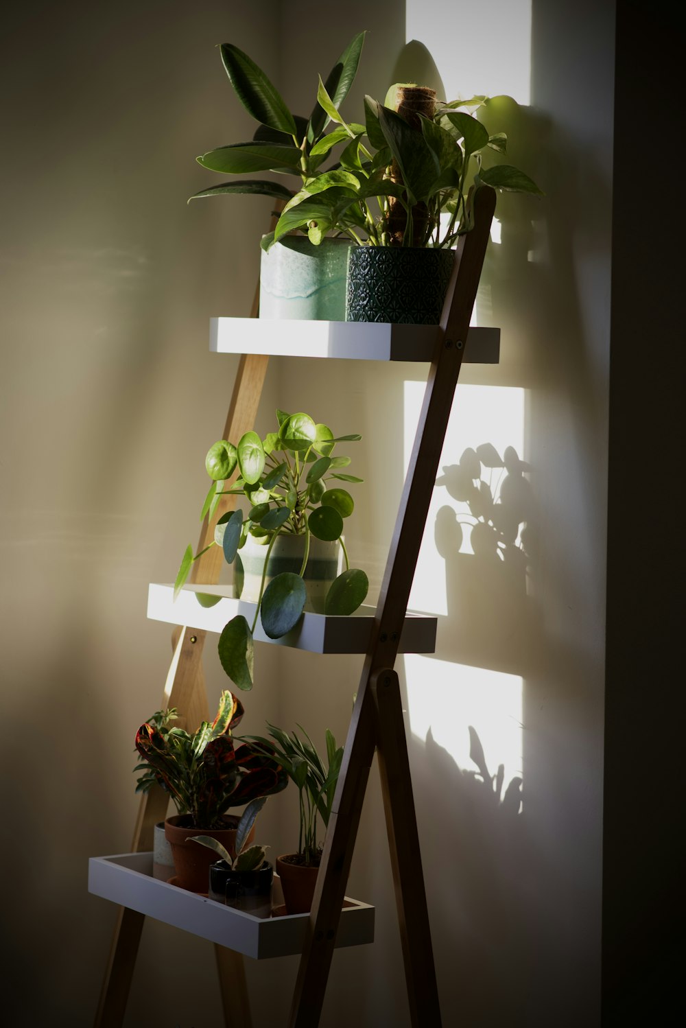 a plant on a shelf