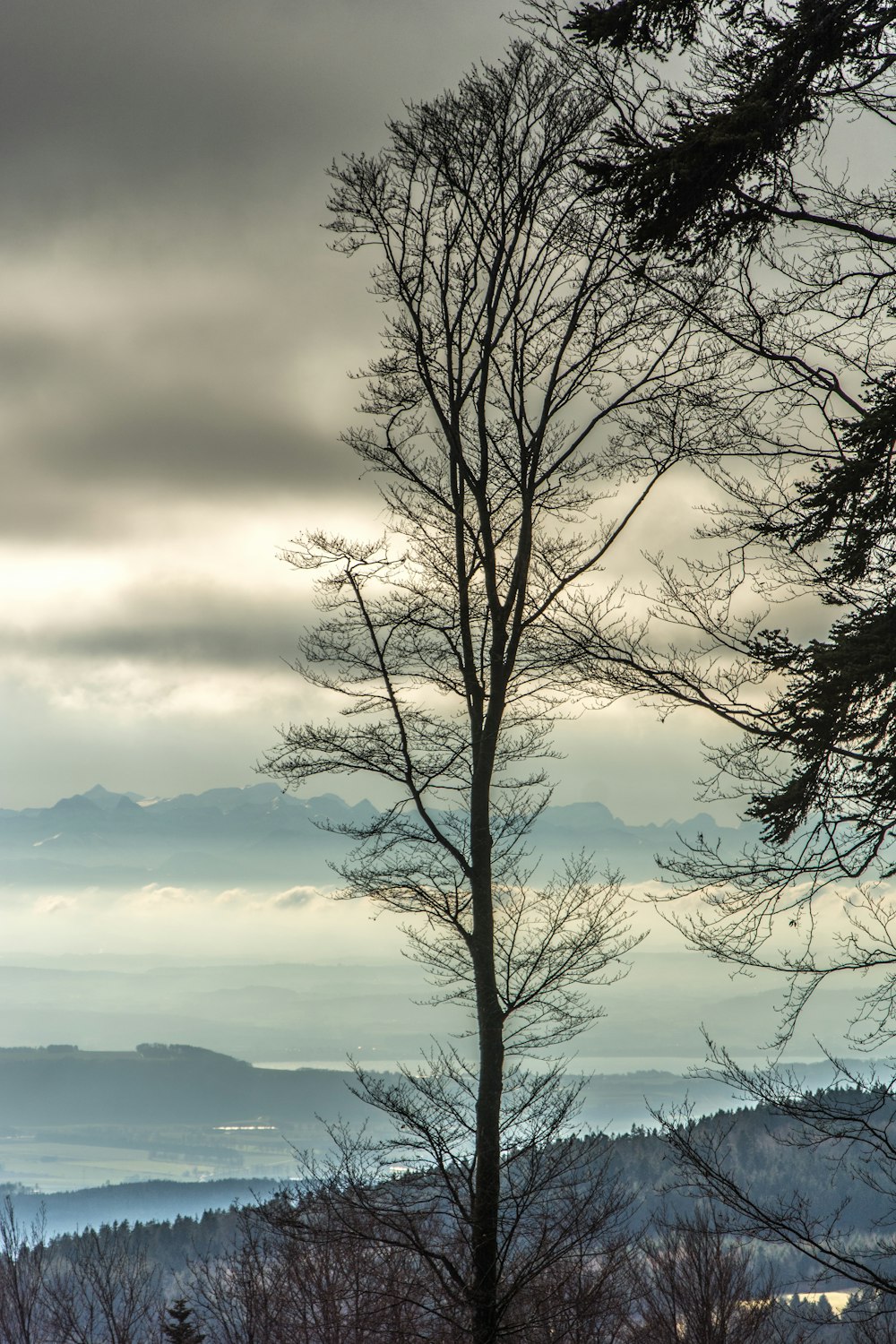 a tree with a body of water in the background