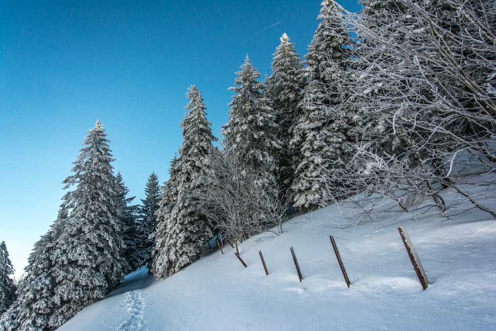 a snowy forest with trees