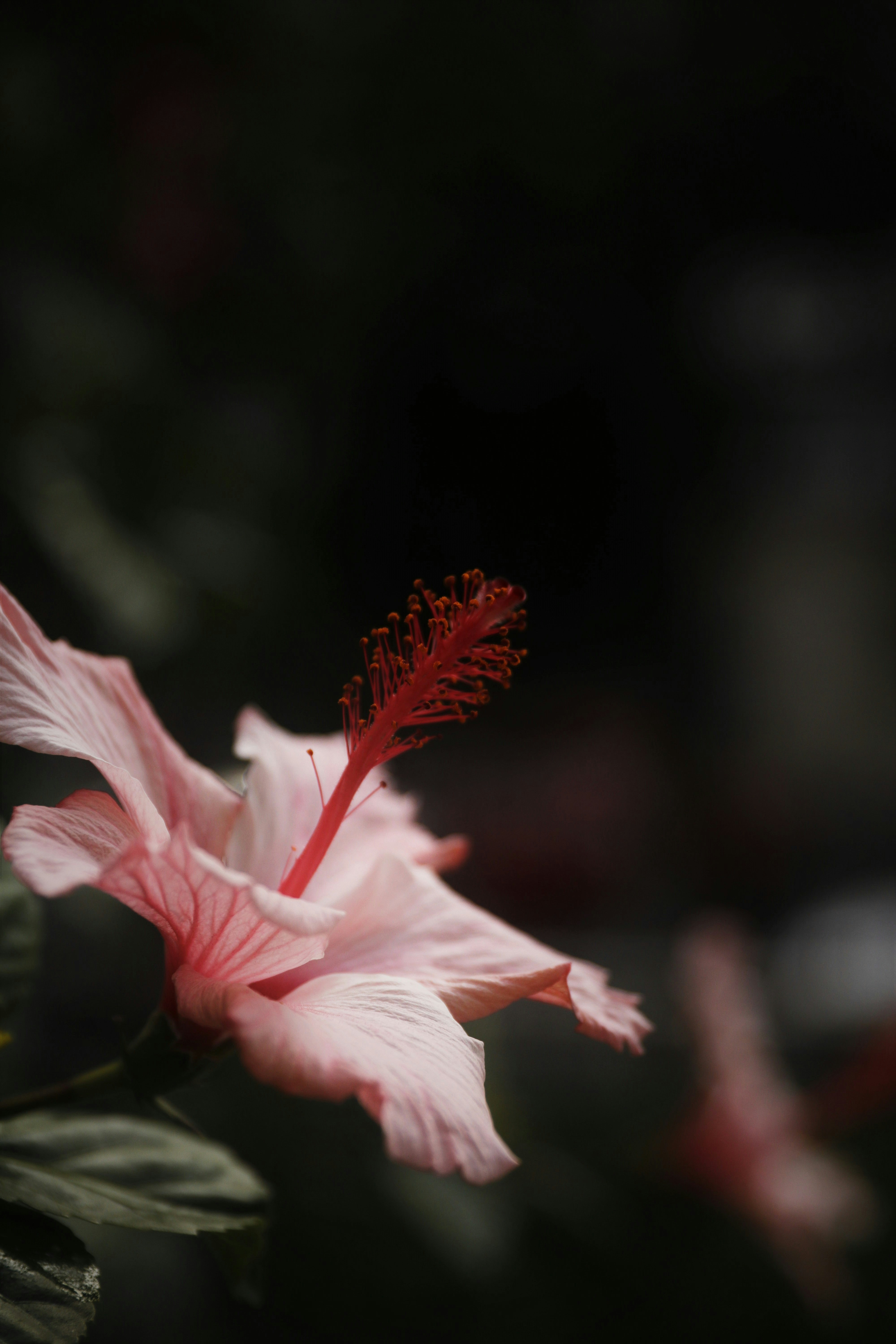 Photo by luizabraun