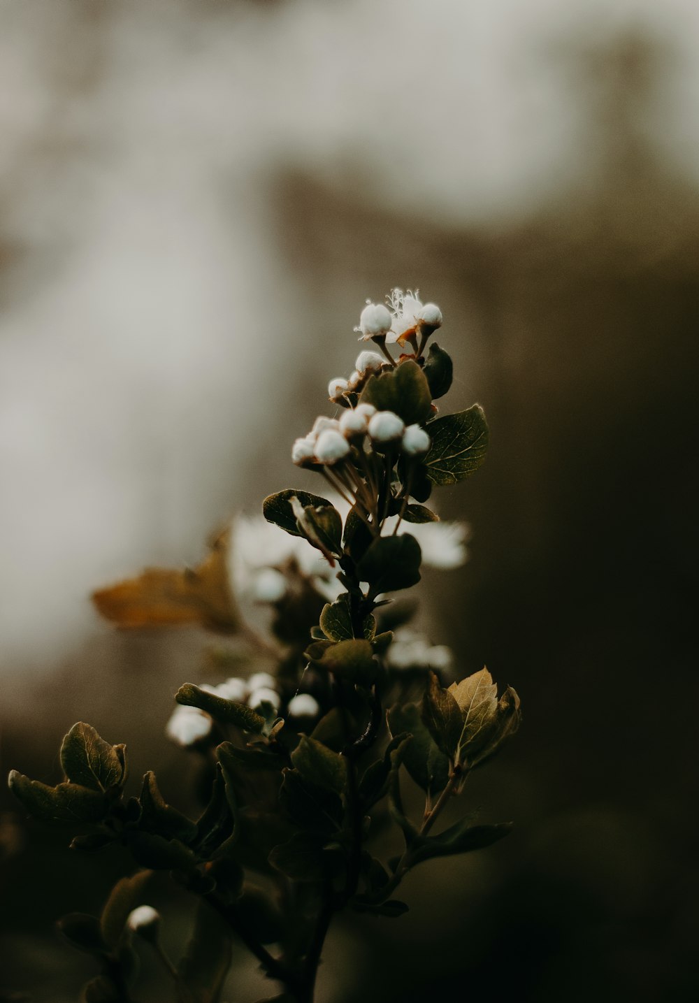 a close up of a plant