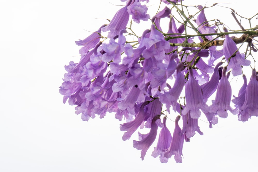 a close up of a purple flower