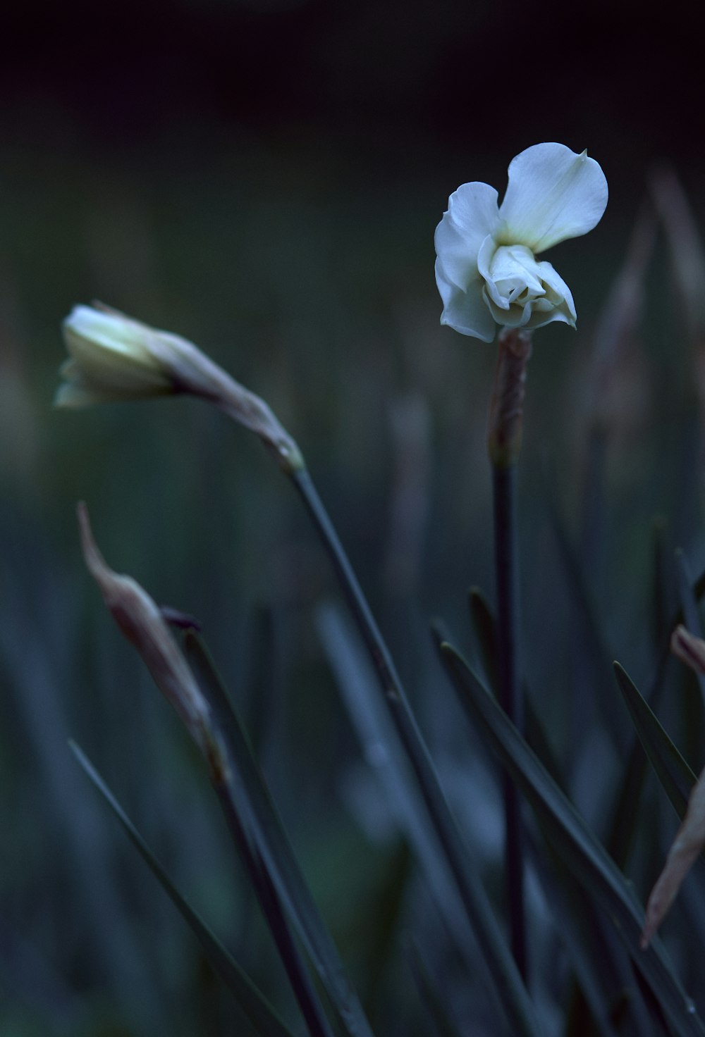 a close up of a flower