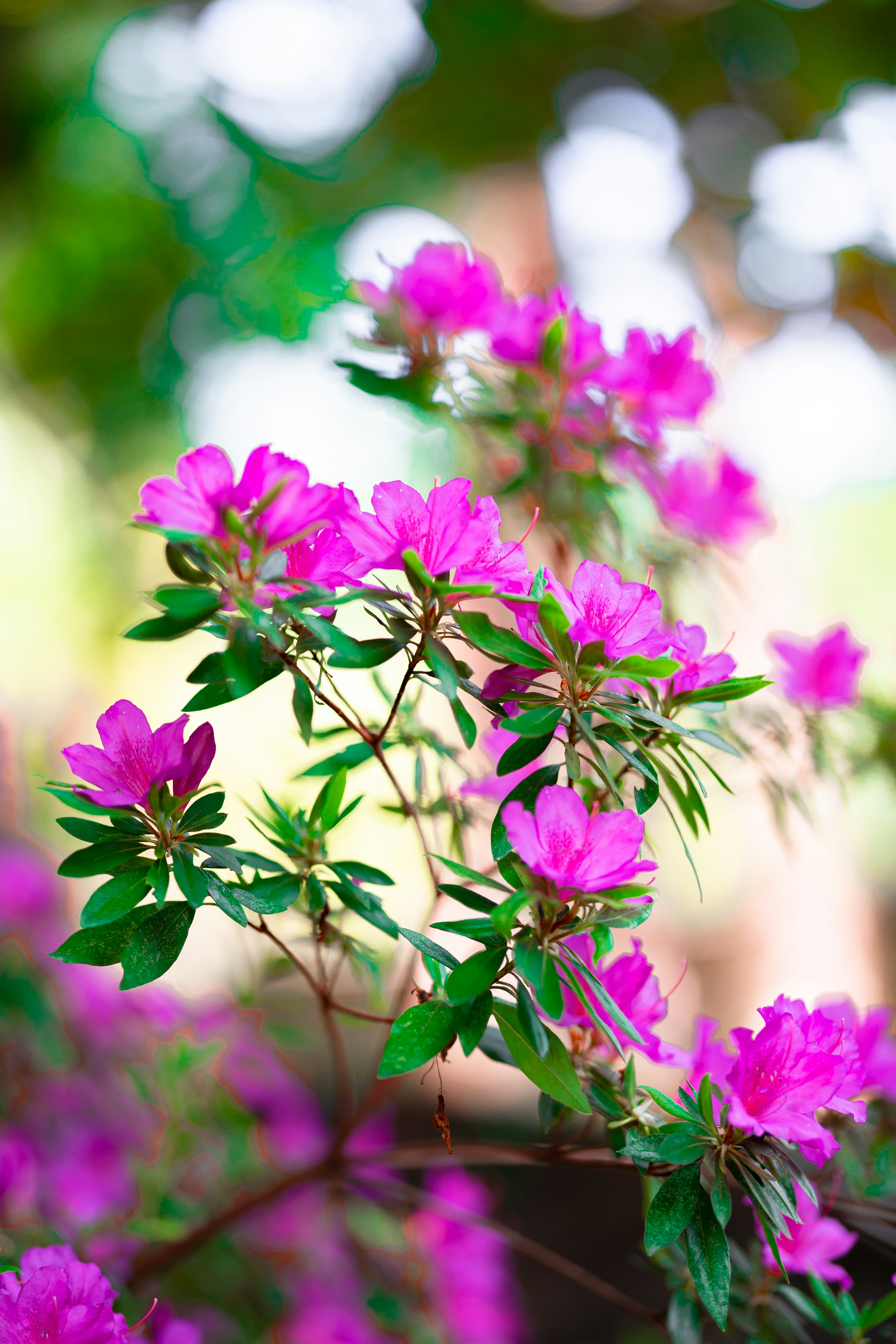 Photo by mohamadalnaimi