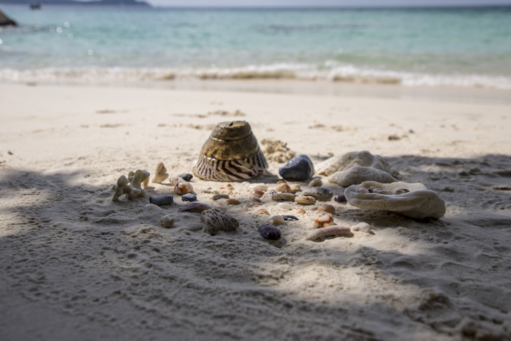 a group of shells on a beach