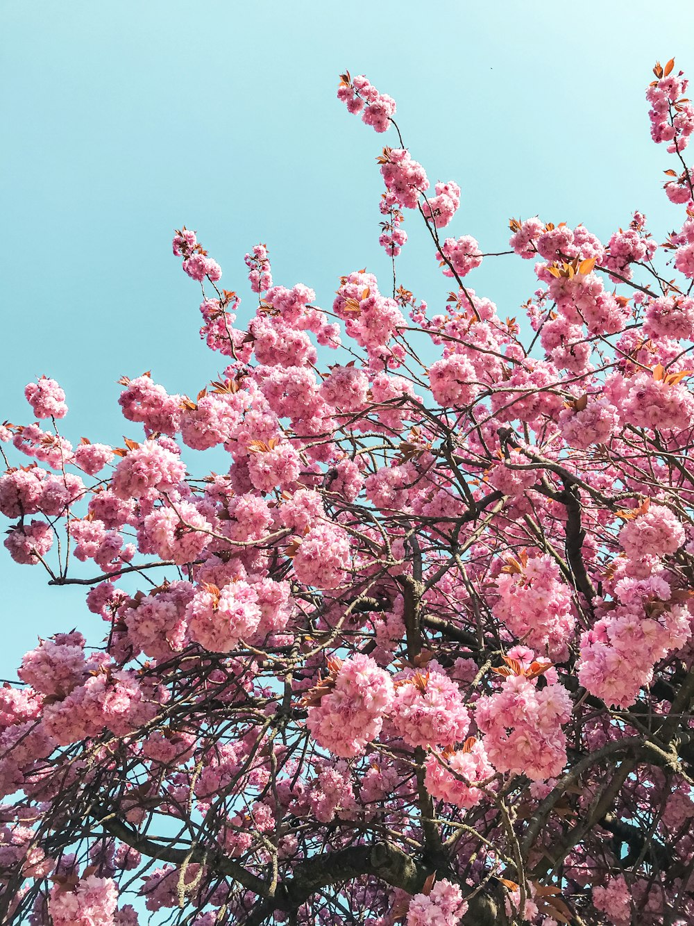 a tree with pink flowers