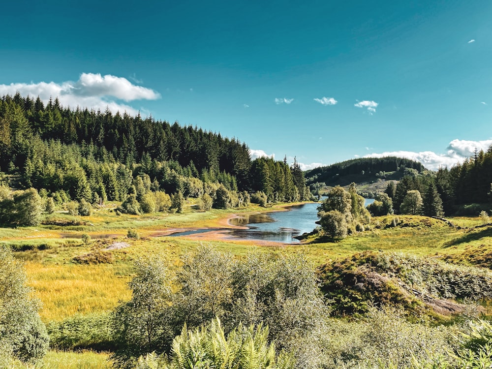 Un río que atraviesa un bosque