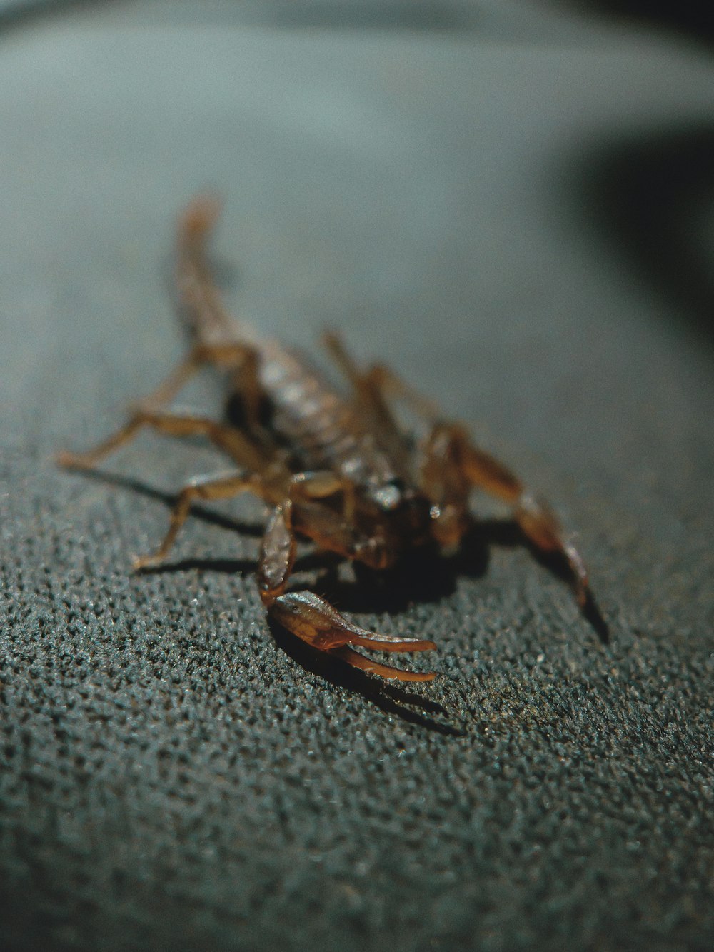 a spider on a rock