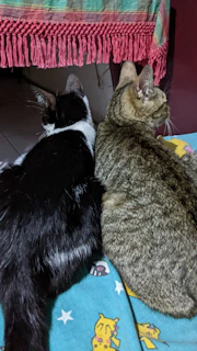 Two cats side by side, one in a striped shirt and the other in a polka dot dress, on a vibrant blue blanket