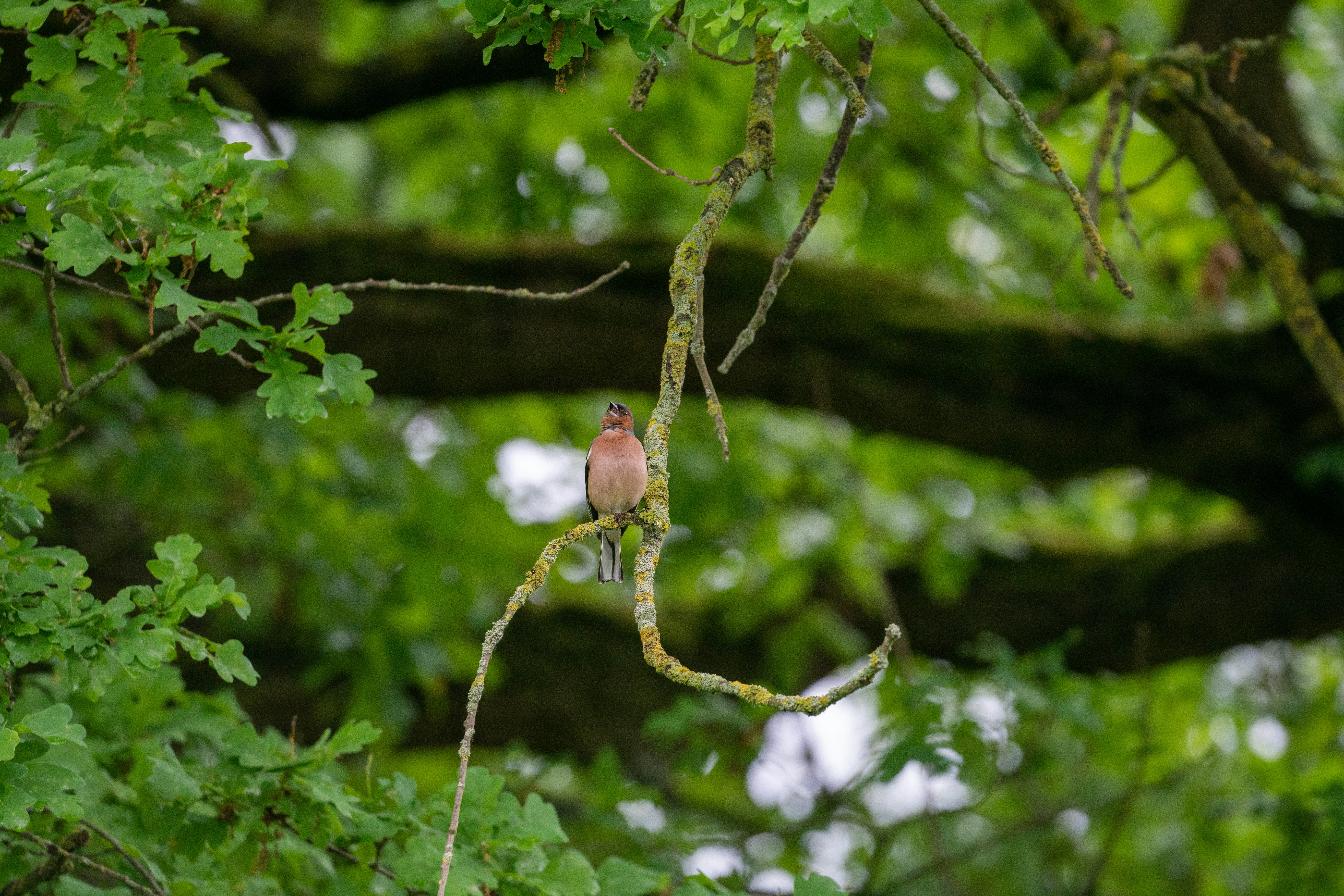 a bird sitting on a branch