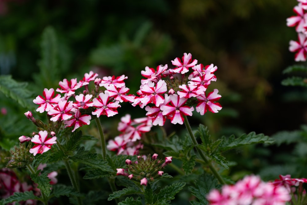 a close up of some flowers