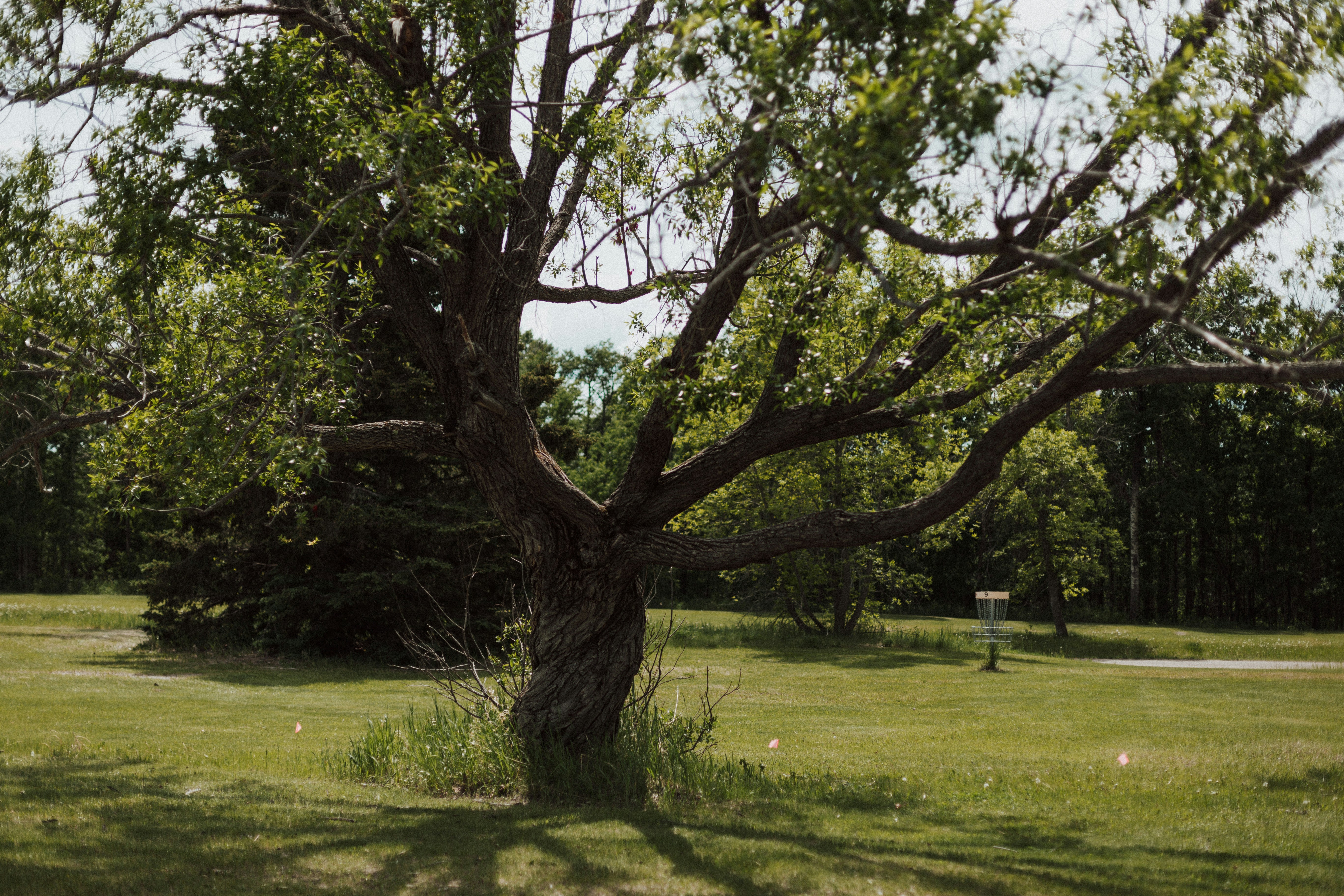 Un gran árbol en un parque