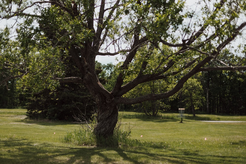 a large tree in a park