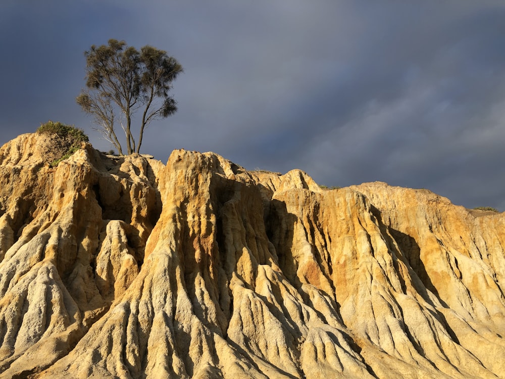 a tree on a rocky hill