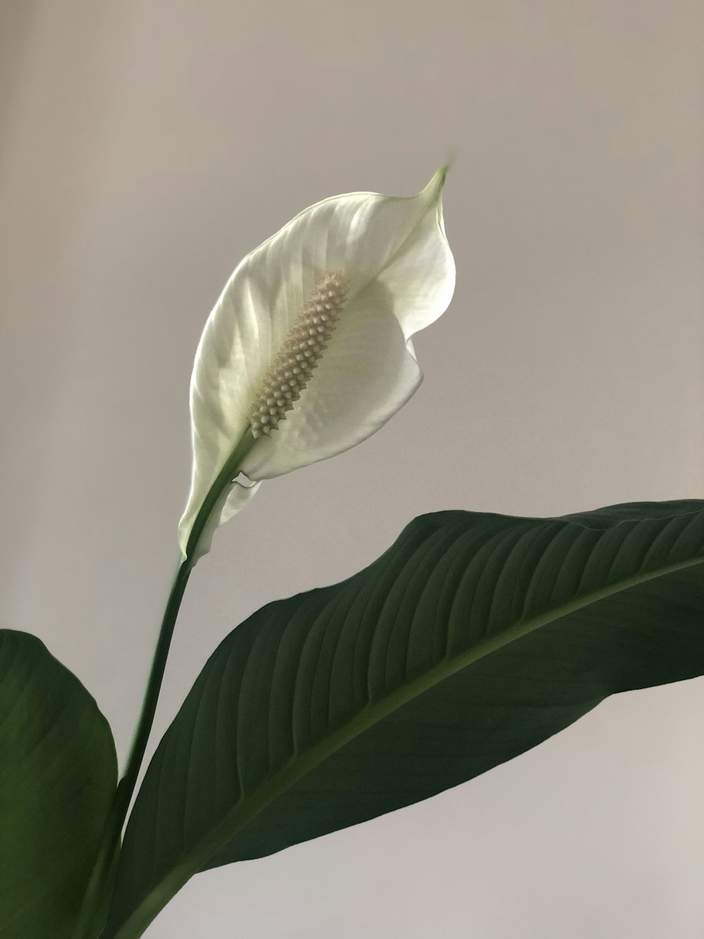 a white flower on a green leaf