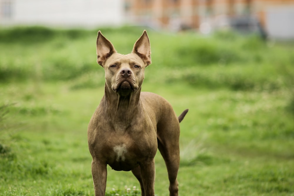 a dog standing in a grassy area