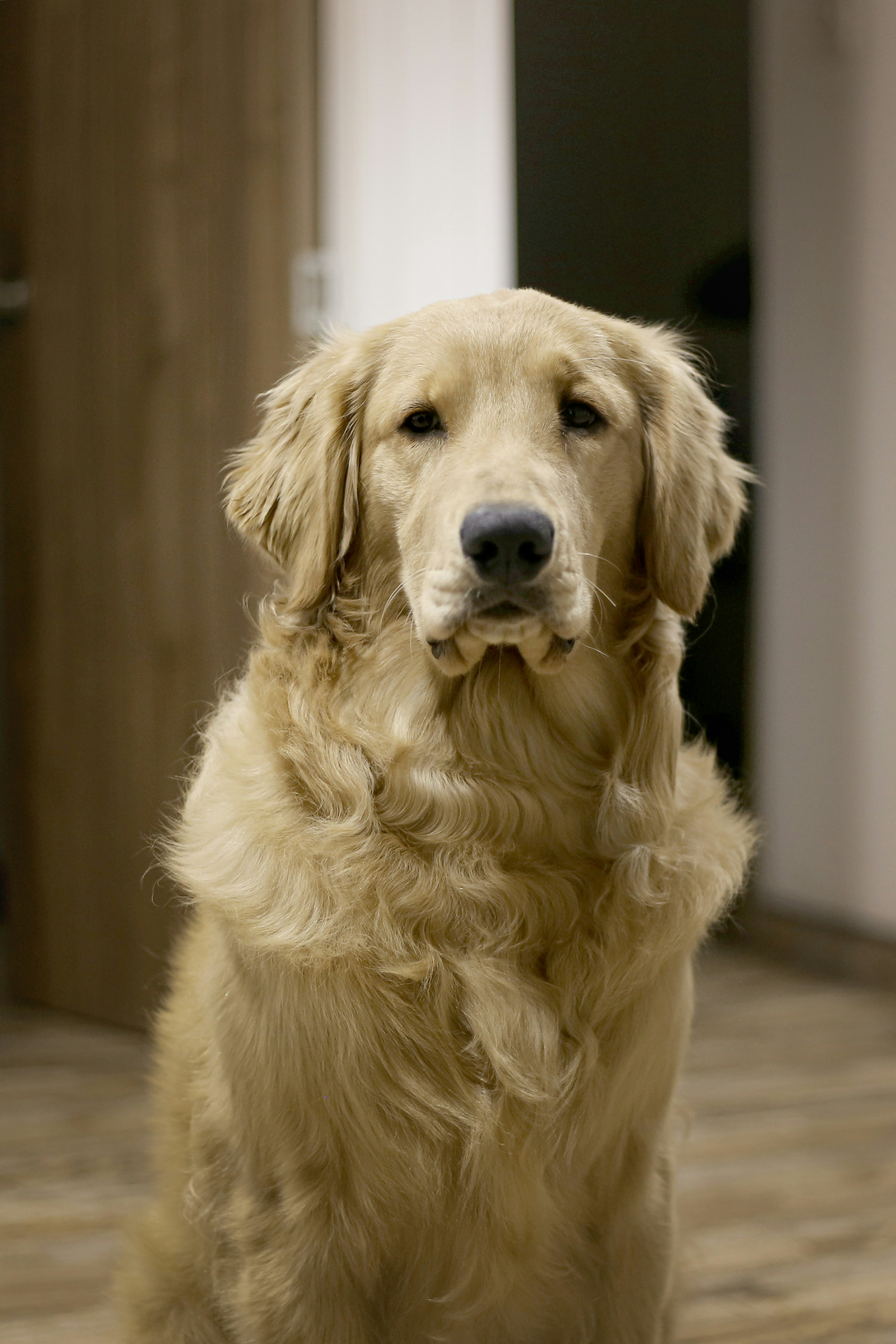 Golden retriever dog sitting on carpet inside a home
