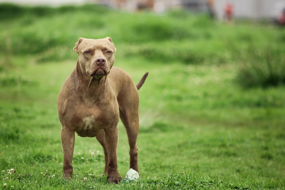 a dog standing in a grassy area