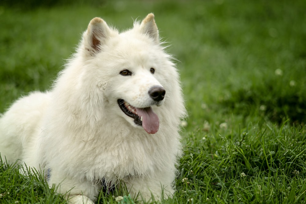 a white dog with its mouth open