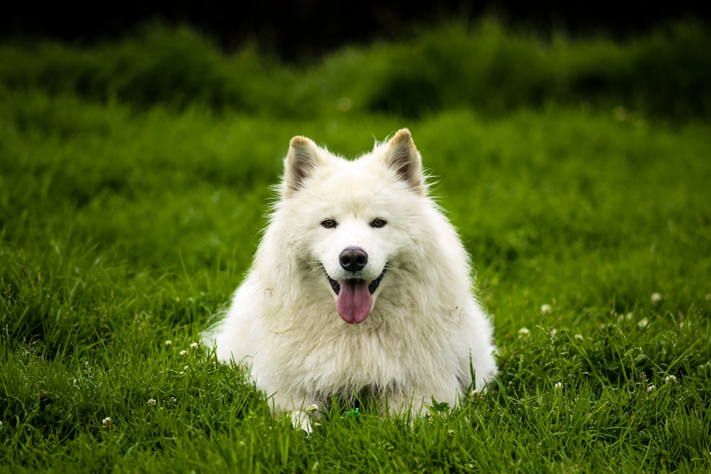 a white dog in a grassy area