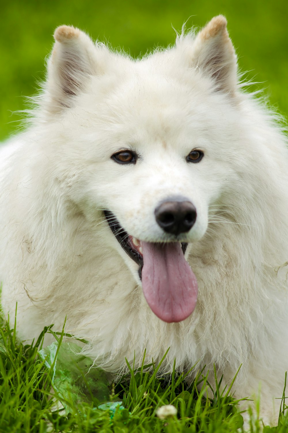 a white dog with its tongue out