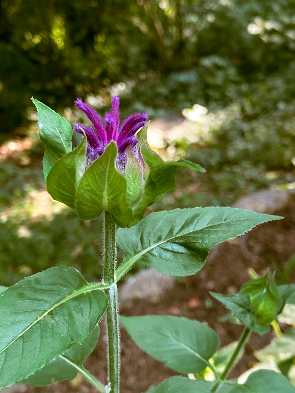 a purple flower on a plant