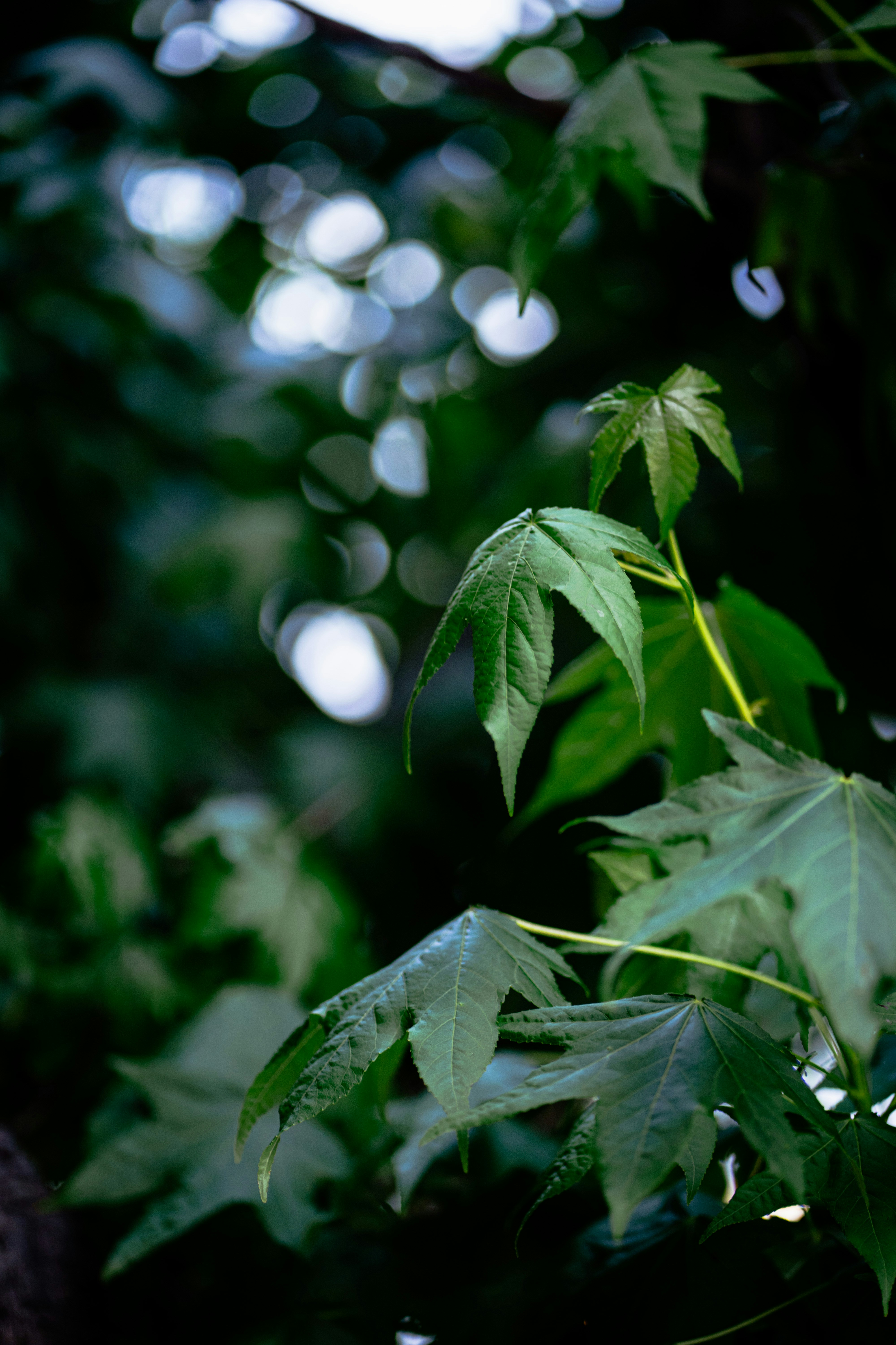 Photo by abhinav1bhardwaj