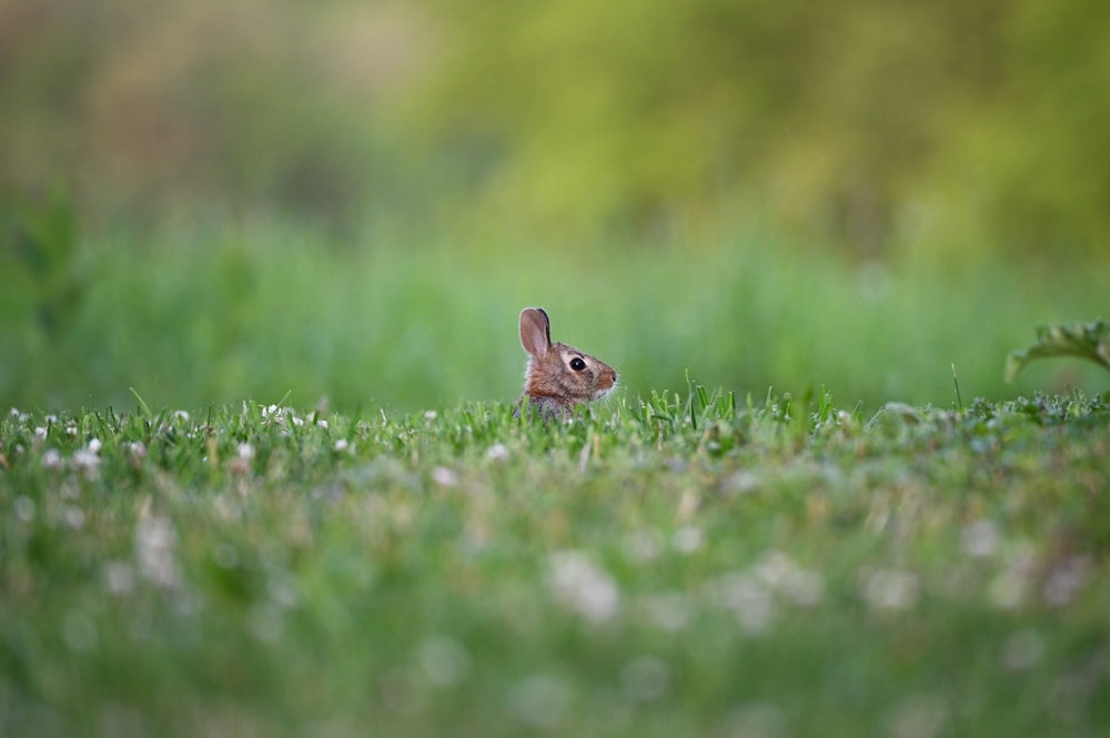 a rabbit in a field