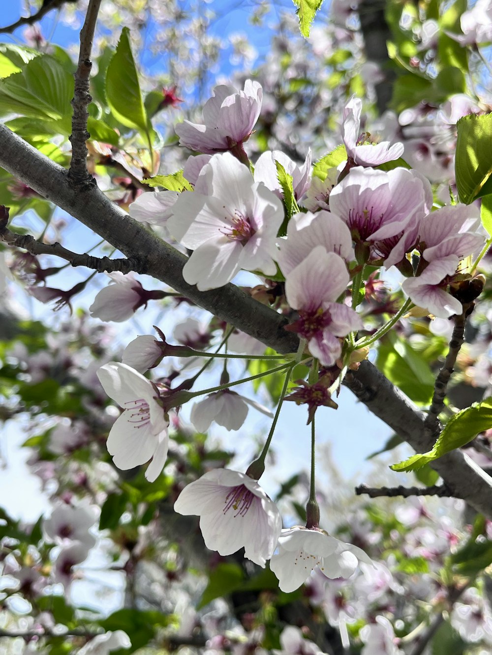 a close up of a tree branch with white flowers