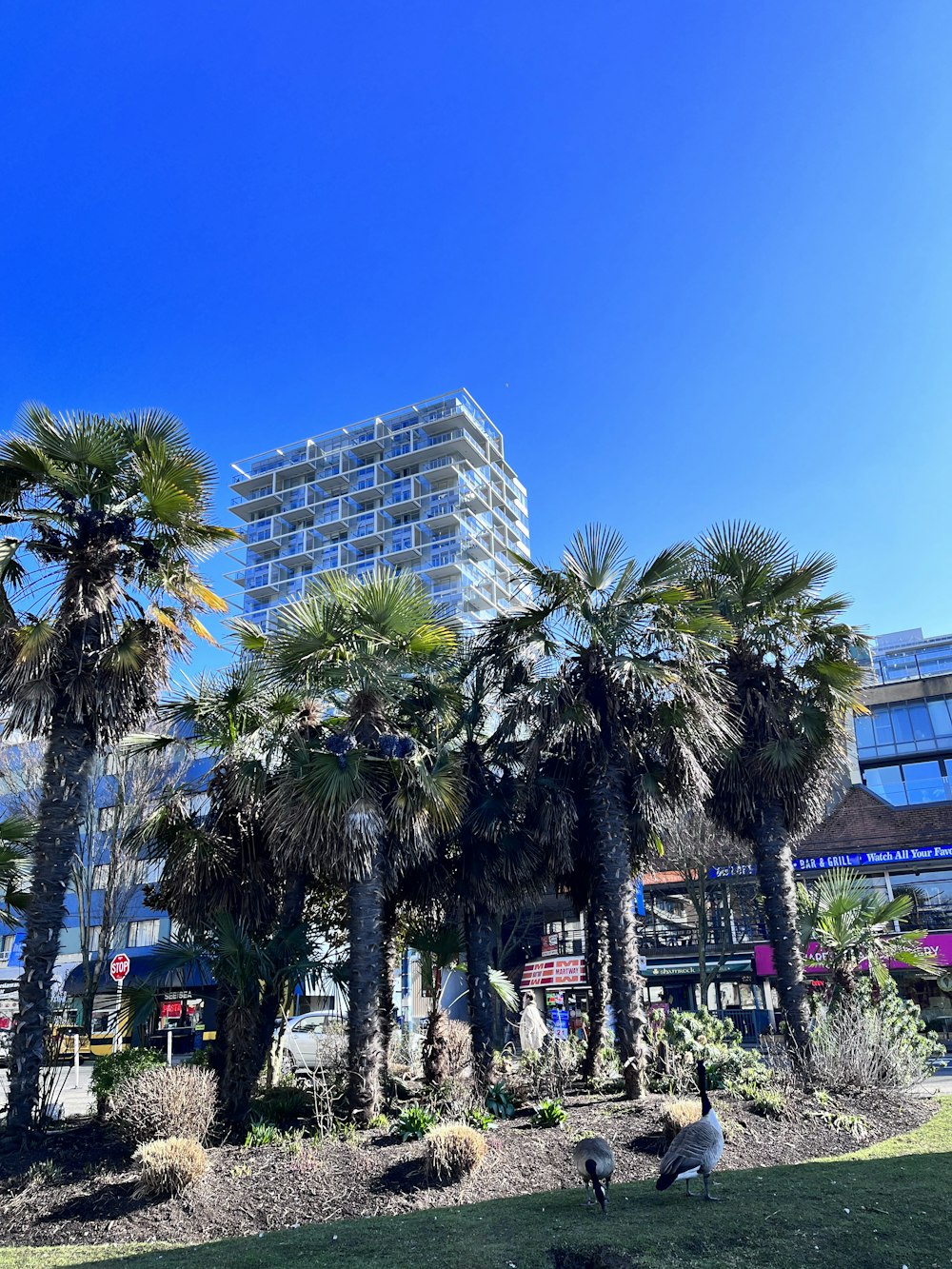 a tall building with palm trees