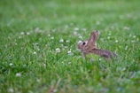 A small bunny nibbling on fresh greens next to a cozy, cushioned hideaway.