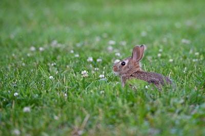 A small rabbit with upright ears is nestled in lush green grass, surrounded by scattered white clover flowers.