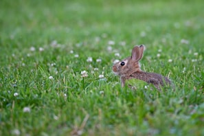 A small white rabbit nibbling on fresh green clover in a cozy backyard