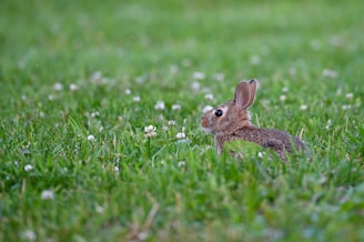 A small rabbit with upright ears is nestled in lush green grass, surrounded by scattered white clover flowers.