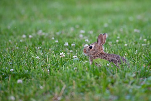 A small rabbit with upright ears is nestled in lush green grass, surrounded by scattered white clover flowers.