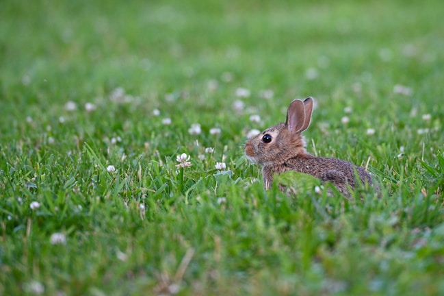 A small bunny nibbling on fresh greens next to a cozy, cushioned hideaway.