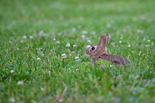 A tiny white rabbit nibbling on fresh green clover in a bright meadow.