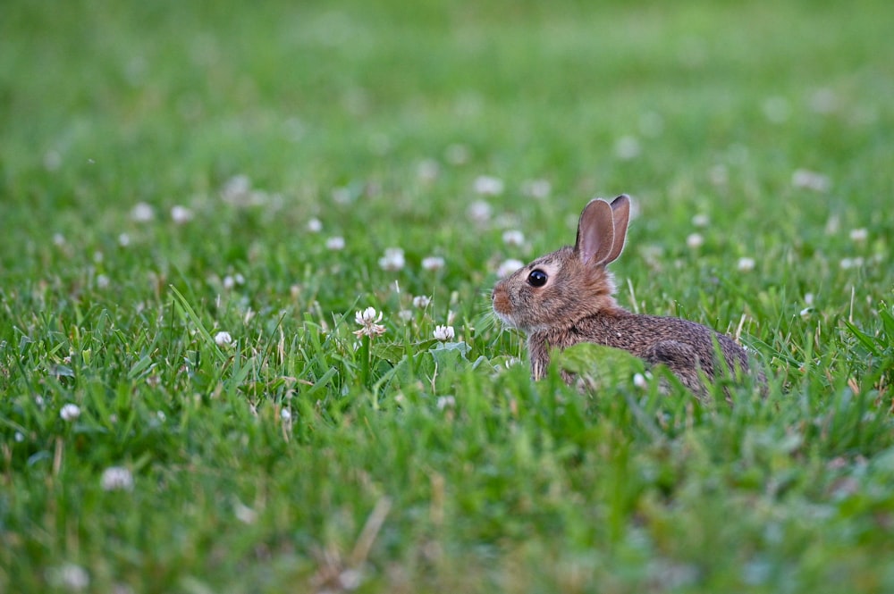 풀밭에있는 토끼
