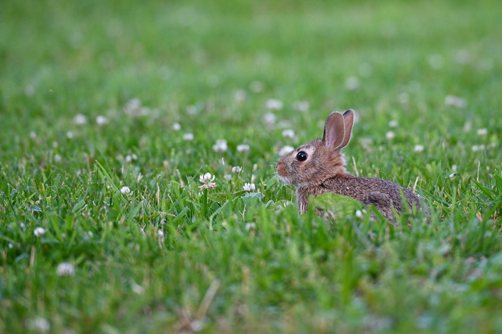 a rabbit in a grassy field