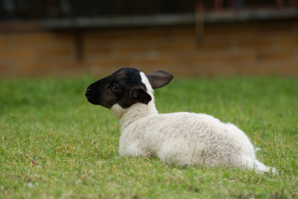 a sheep lays in the grass