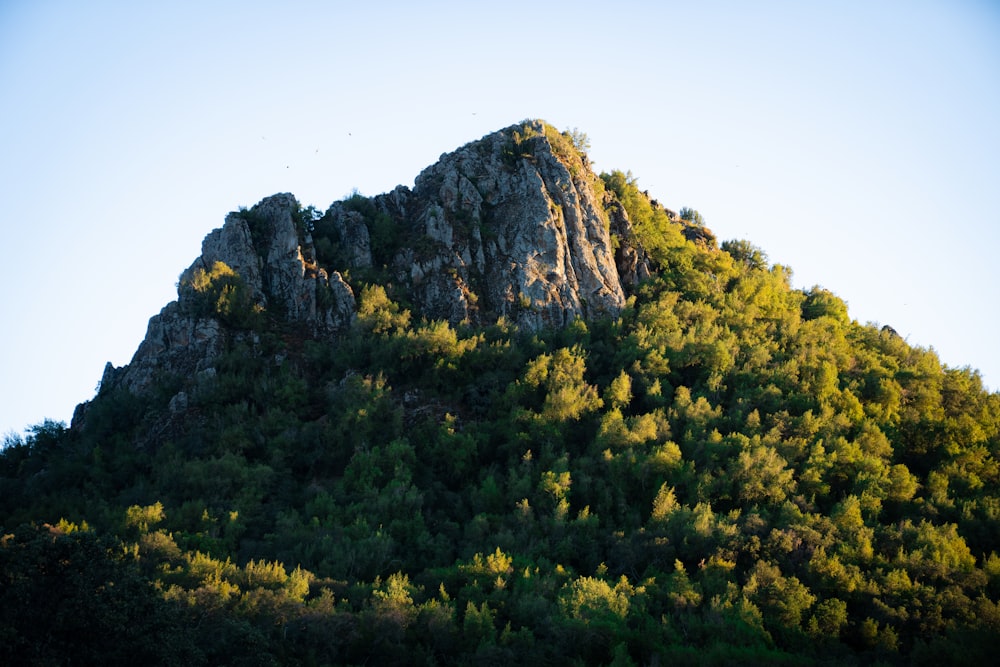 a mountain with yellow flowers